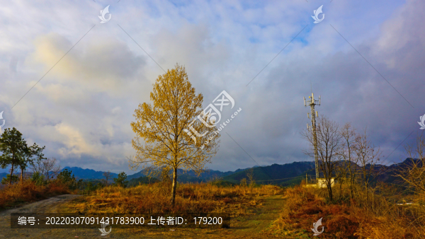 中峰觀景臺大樹