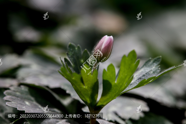 花苞