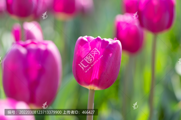 郁金香