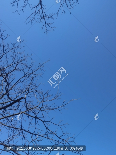 樹