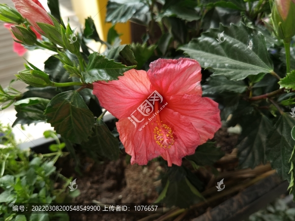 朱槿花卉特寫(xiě)