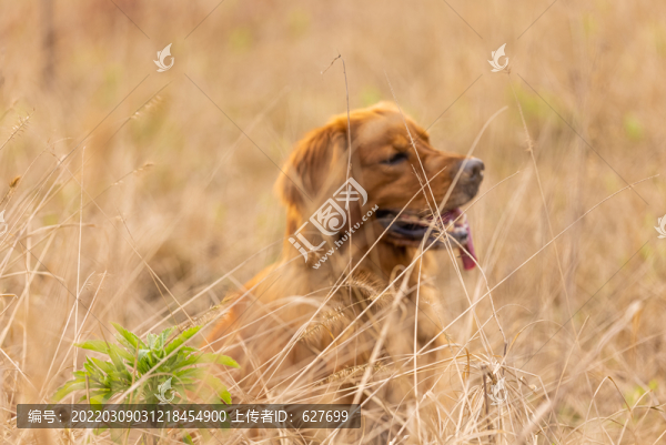 金毛犬