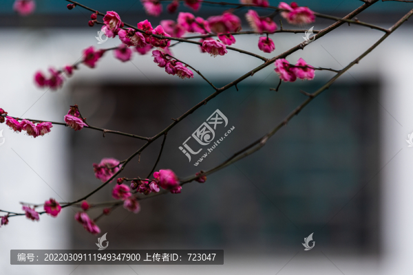 杭州梅石園
