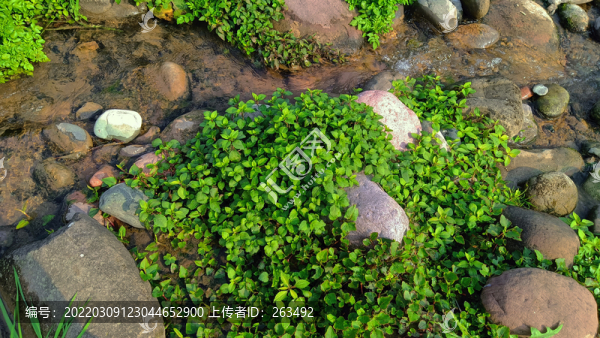 溪流水草卵石