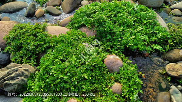 溪流水草卵石