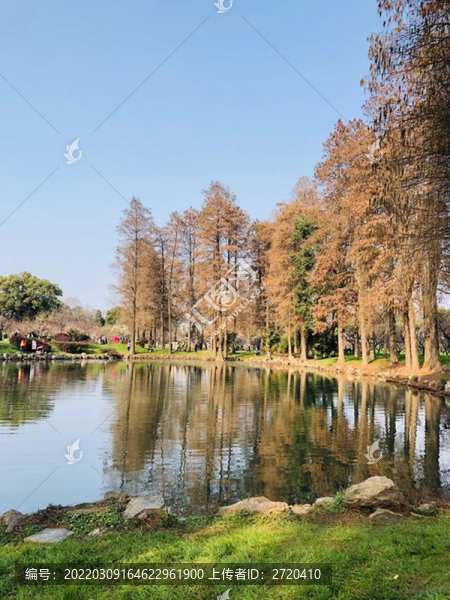 水杉林
