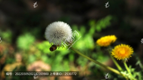 蒲公英