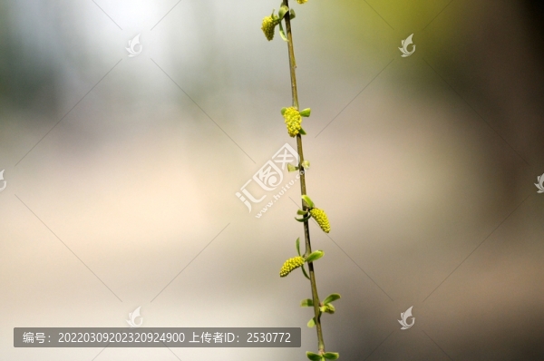 楊柳輕揚(yáng)萬絲絳