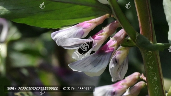 蠶豆花