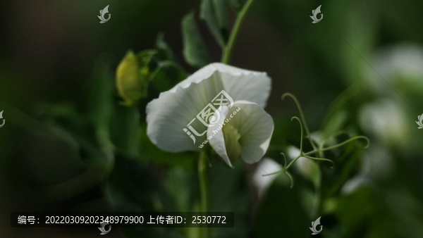 豌豆花