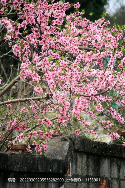 杏子樹開花