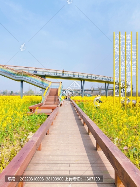 江安河藝術(shù)田園油菜花海