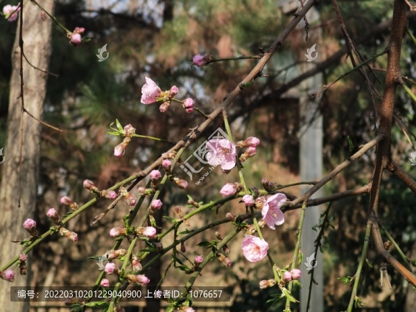 紅梅花