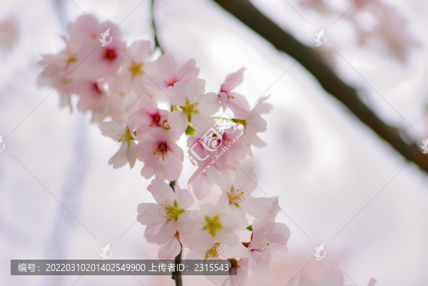 櫻花