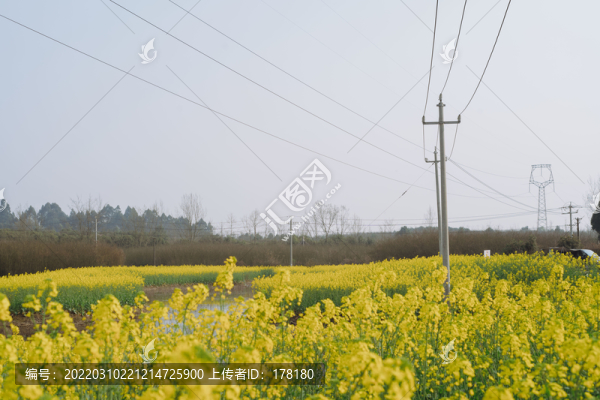 春日油菜花