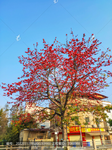 紅木棉樹