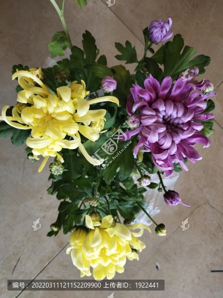 盛開的菊花盆景