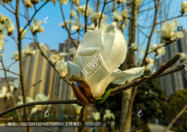 春天玉蘭花盛開