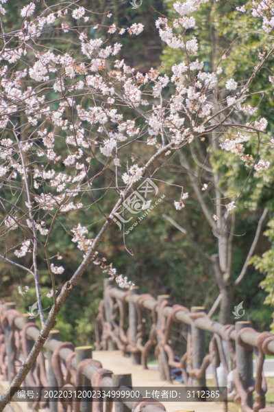 長沙園林生態(tài)園的櫻花特寫