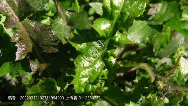 黃鵪菜