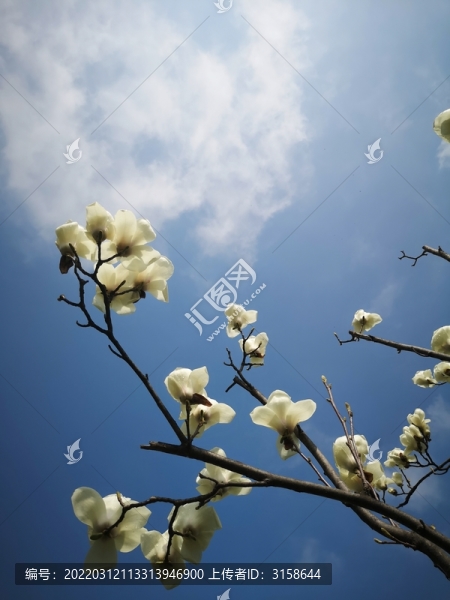 玉蘭花開
