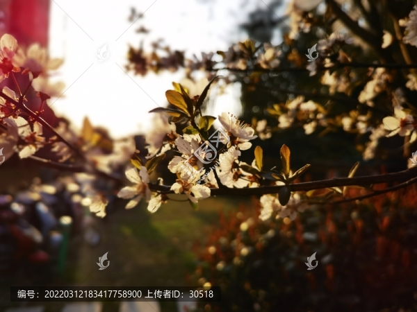 美麗中國(guó)之梅花