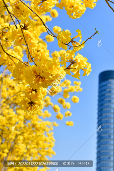 黃花風(fēng)鈴木