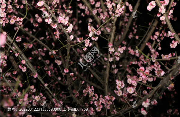 梅花