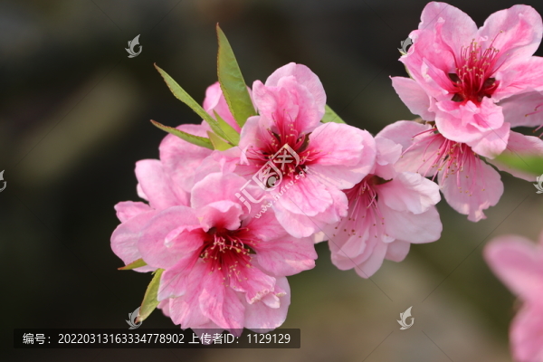 一枝桃花
