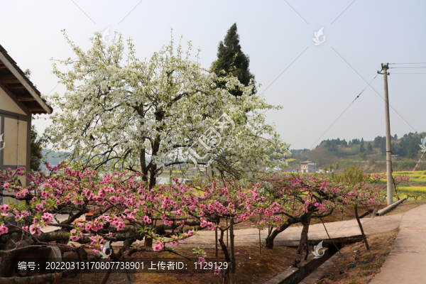 桃花園