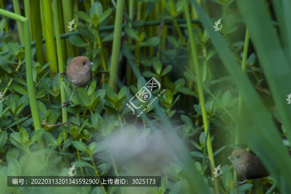 棕頭鴉雀