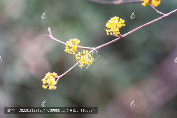 茱萸開花