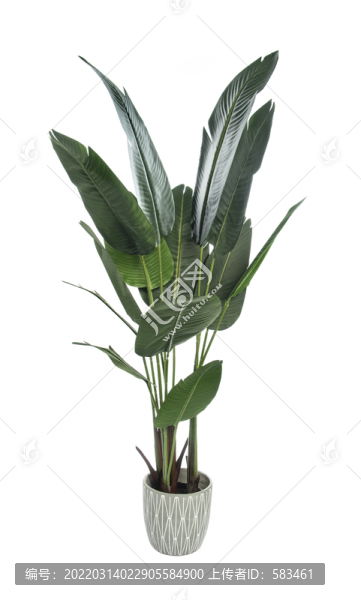 盆栽綠植盆景植物花草