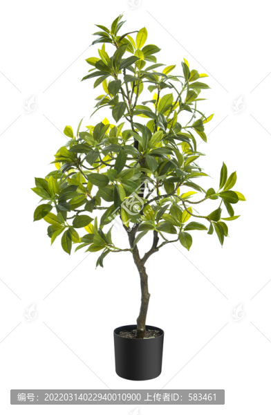 植物花草盆景盆栽