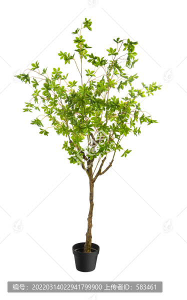 植物花草盆景盆栽
