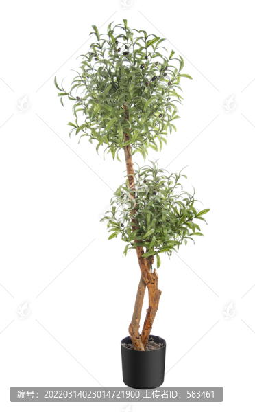 植物花草盆景盆栽