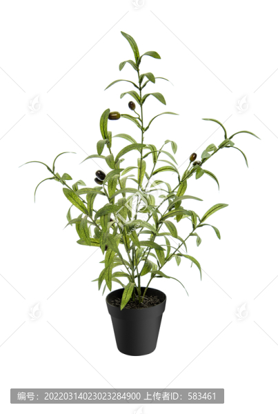 植物花草盆景盆栽