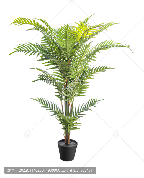 植物花草盆景盆栽
