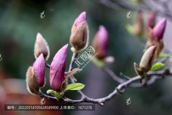 玉蘭花