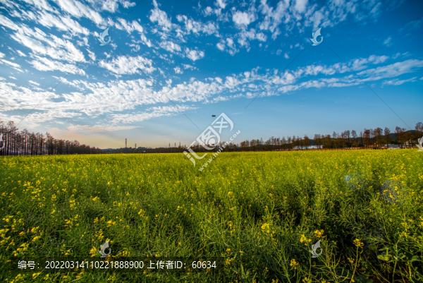 油菜花田