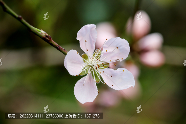 桃花