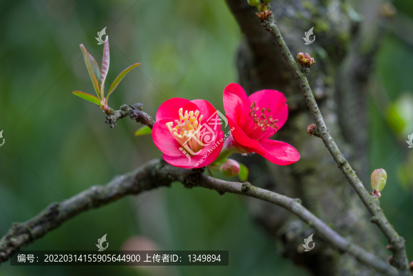 海棠花