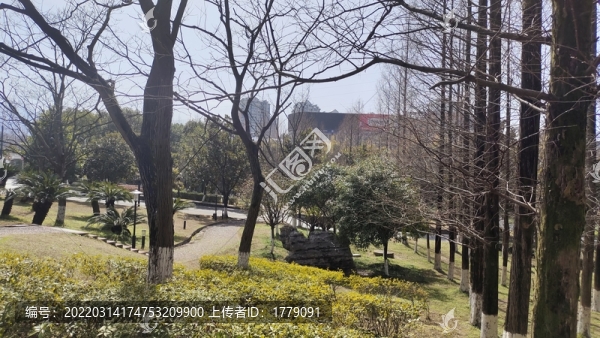 冬日樹林
