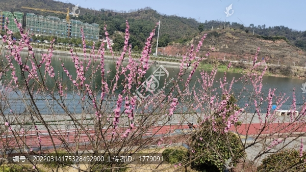 河畔桃花