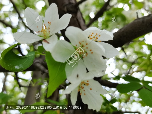 山丁子花