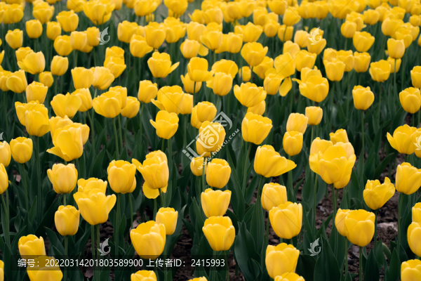 黃色郁金香花海