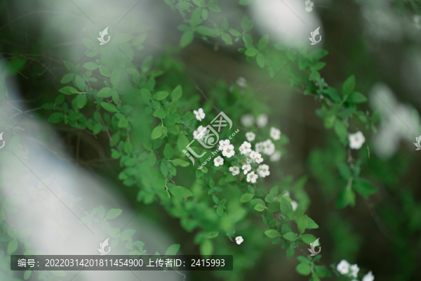 雪柳