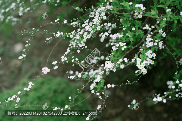 大自然野花