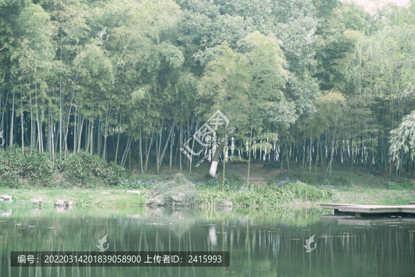 戶外竹林