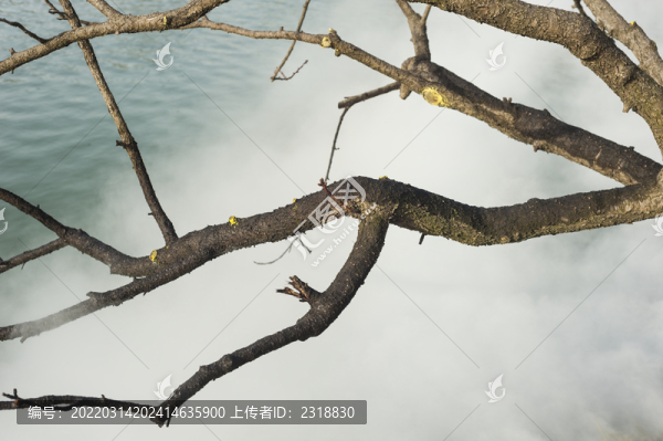 樹桿